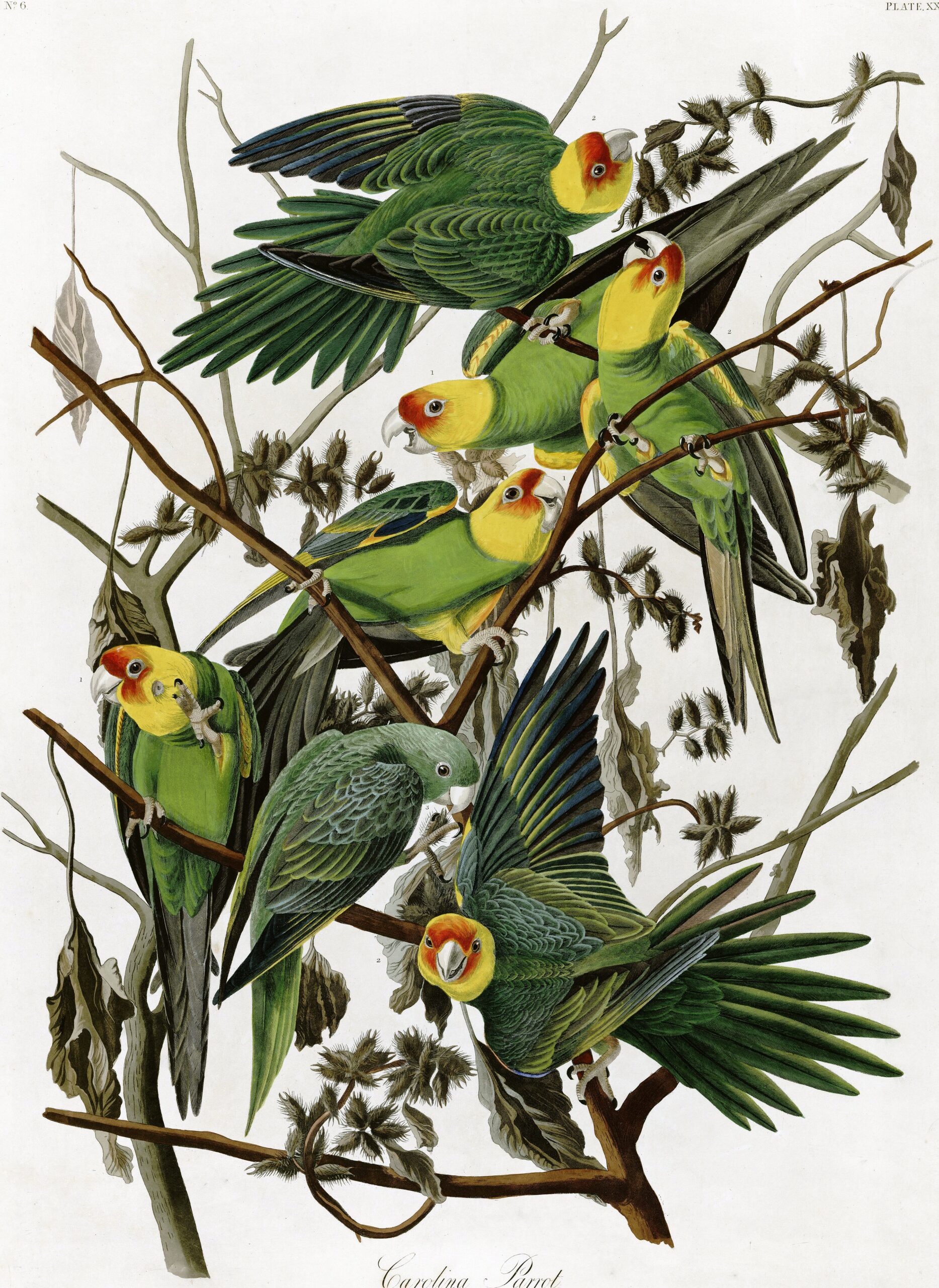 The Carolina Parakeet