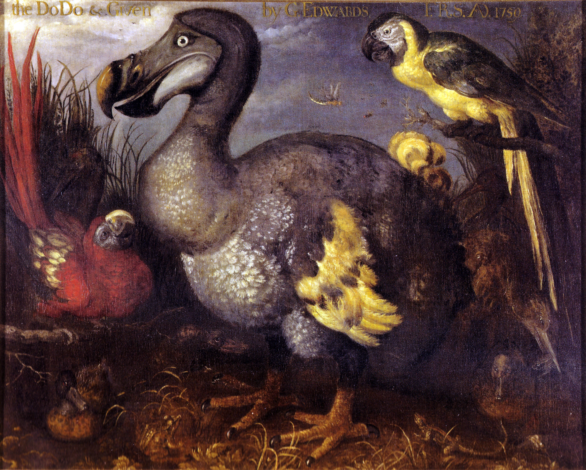 The Dodo