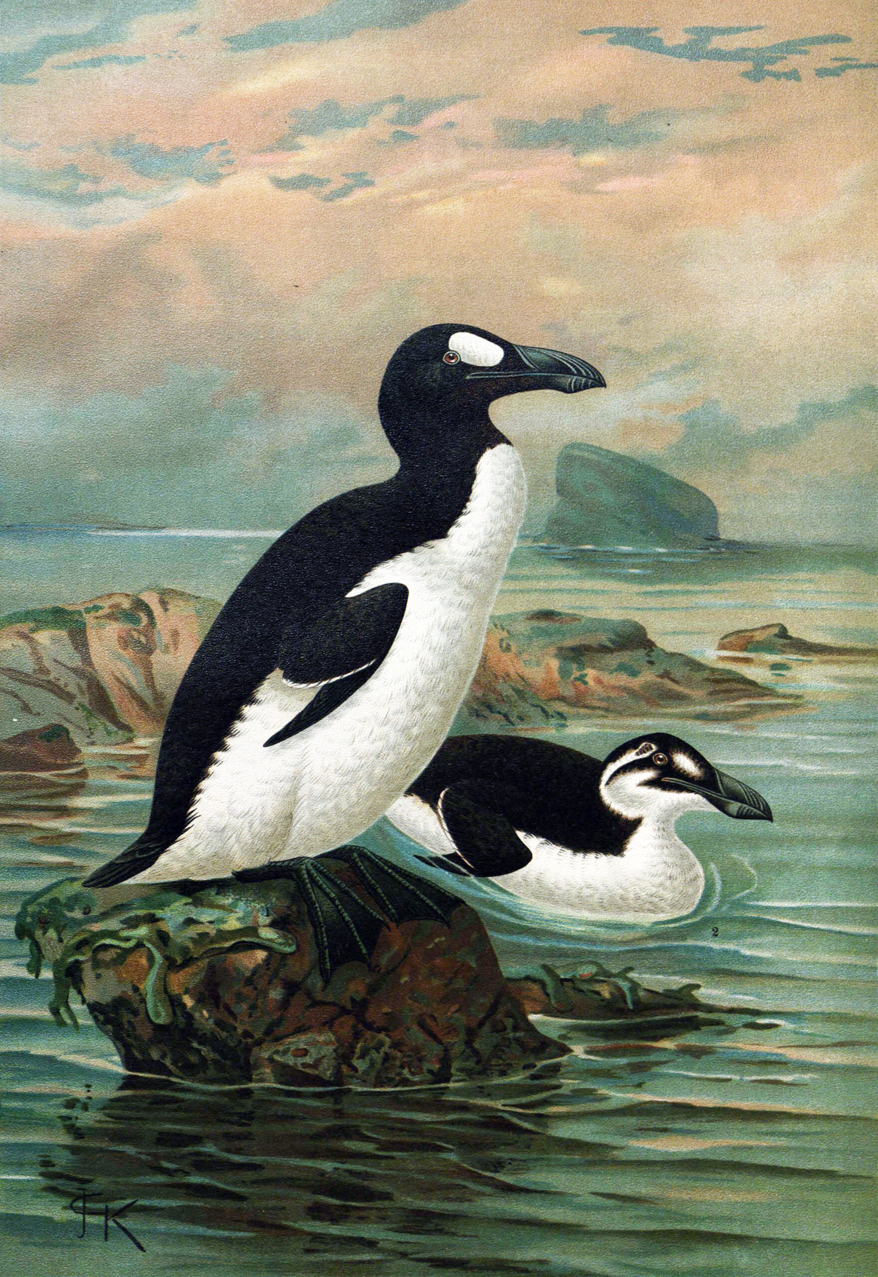 The Great Auk