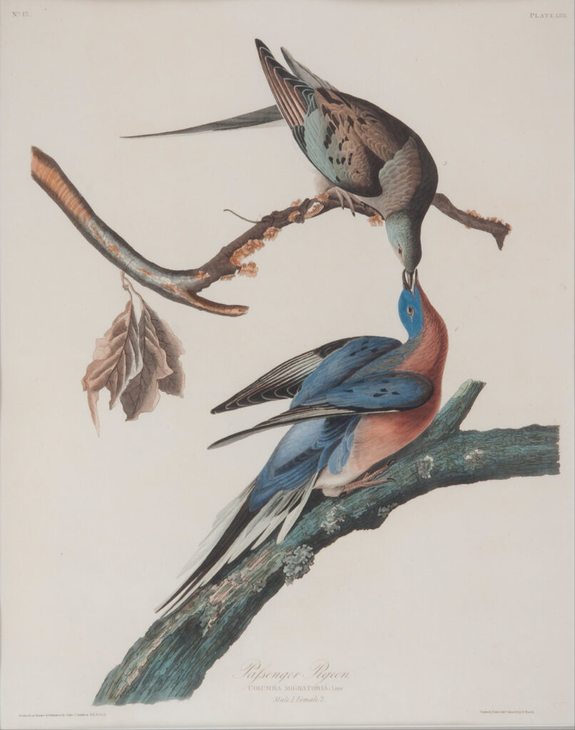 The Passenger Pigeon