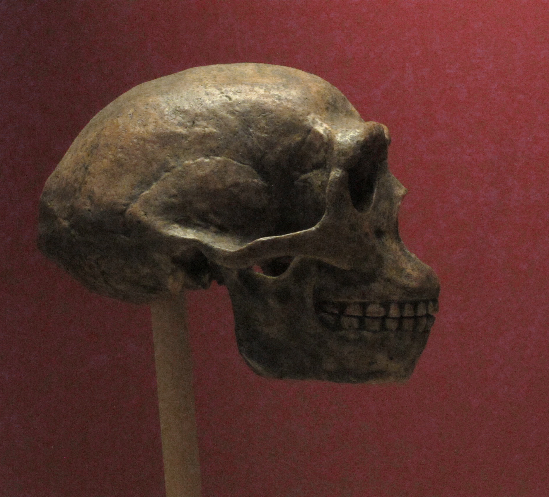 The Peking Man Fossils