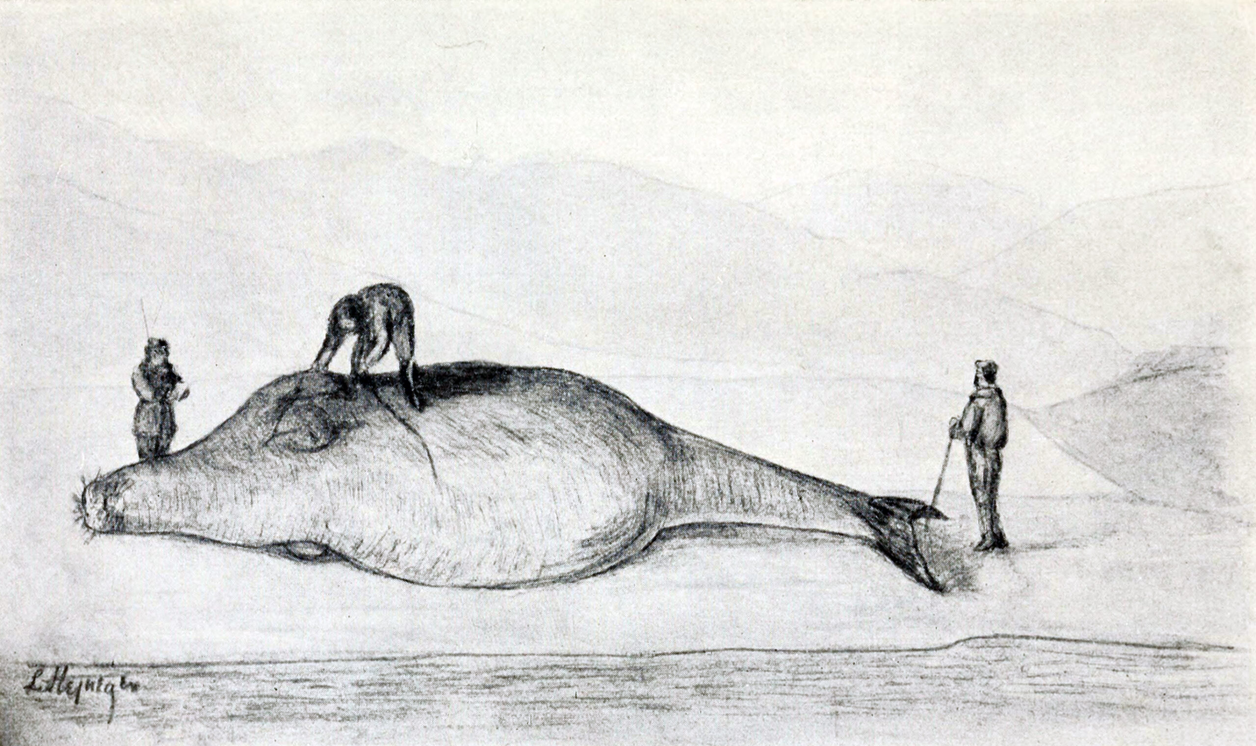 Steller&rsquo;s Sea Cow