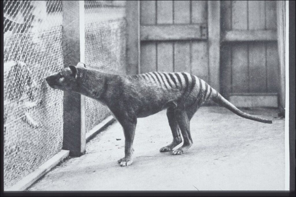 The Thylacine
