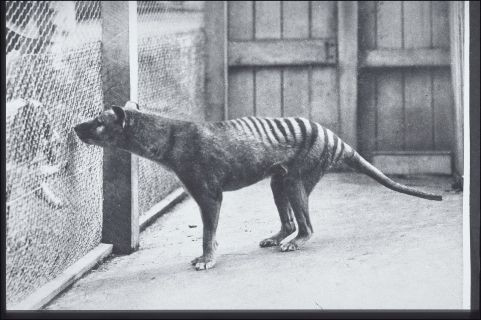 The Thylacine